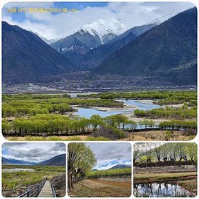 1120404西藏 林芝 魯朗 高山牧場-鲁朗林海-色季拉山 啞口-雅尼國家濕地公園-八一鎮 拼圖(33).jpg