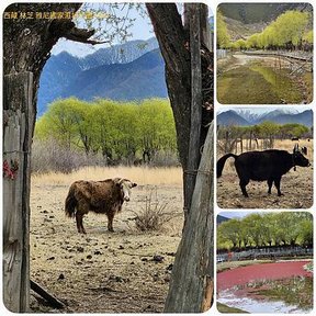 1120404西藏 林芝 魯朗 高山牧場-鲁朗林海-色季拉山 啞口-雅尼國家濕地公園-八一鎮 拼圖(34).jpg
