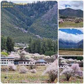 1120405西藏 林芝 八一鎮 比日神山 拜訪藏家 拼圖(7).jpg