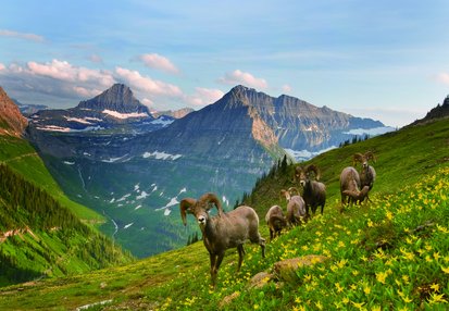 bighorns_CPetersonCMYK.tif.jpg