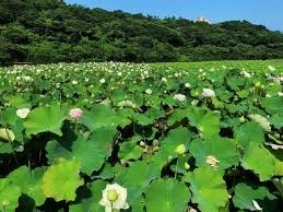 [新竹旅遊]湖口鄉荷花田中正路最美的田地，美麗如詩如畫景色、