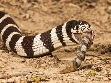 Lampropeltis californiae eating Crotalus atrox Joe McDonald.jpg