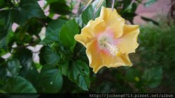 02060.屏東縣.小琉球鄉.八村 Villa.餐廳_1010714_小琉球及大鵬灣之旅