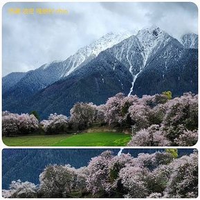 1120403西藏 林芝 魯朗-波密 嘎朗湖 嘎朗村 桃花溝 拼圖(14).jpg