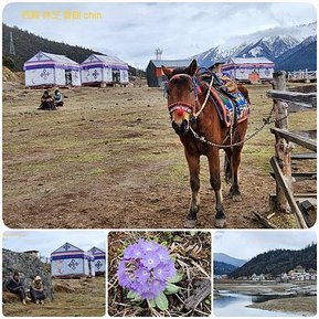 1120404西藏 林芝 魯朗 高山牧場-鲁朗林海-色季拉山 啞口-雅尼國家濕地公園-八一鎮 拼圖(22).jpg