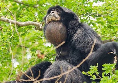 siamang-gular-throat-sac-820x573.jpg