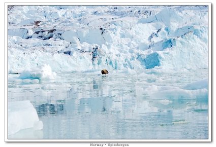 Spitsbergen_walrus1.jpg