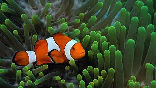 Clown-Fish-HD-Wallpapers3