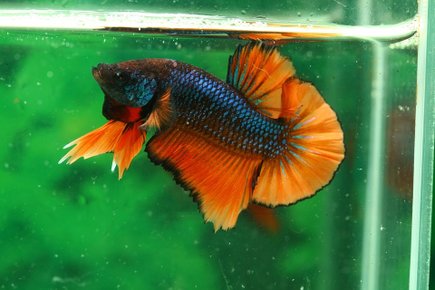 betta-2446694_960_720.jpg