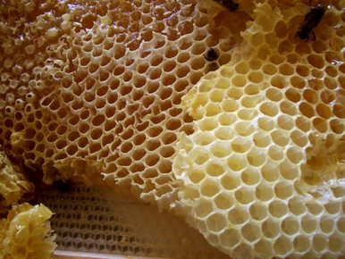 thumb_550_Honey_comb.jpg