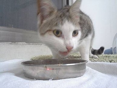 淺淺