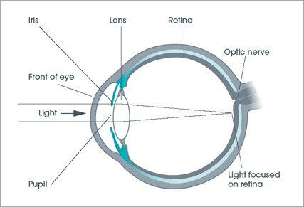 eye_structure