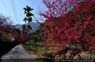 櫻花盛開時的美景 (3).jpg