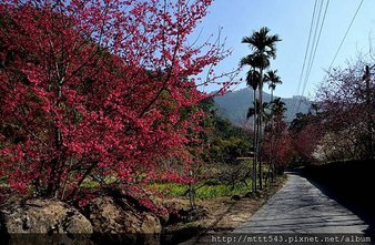 櫻花盛開時的美景 (4).jpg