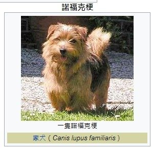 捕鼠神器/諾福克㹴犬本就屬於小型獵犬，幾乎不用訓練，就能有效