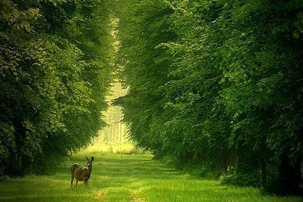 deer-in-forrest.jpg