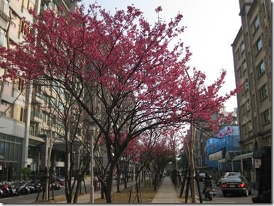 2009.02.12公園路上的櫻花樹