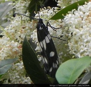 昆蟲綱_鱗翅目_斑蛾科_蓬萊茶斑蛾_苗縣-神龍山莊_20170415.JPG