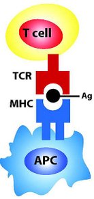 T cell selection