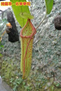 新竹市安親班-自然探索植物的身體(3上自然)