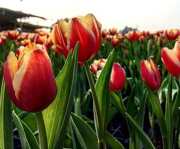 IMG_3713.jpg