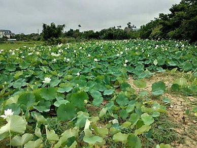 [新竹旅遊]湖口鄉荷花田中正路最美的田地，美麗如詩如畫景色、