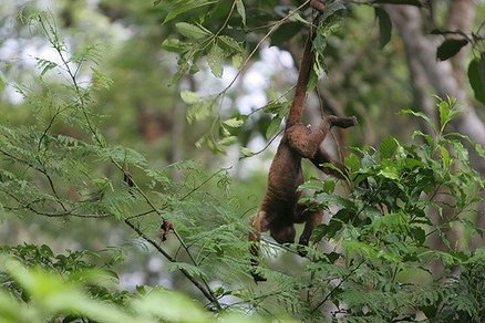 多樣化的哺乳動物