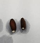 【植物種植】DHA MGS羊角沙玫