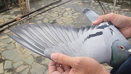 中泰657號