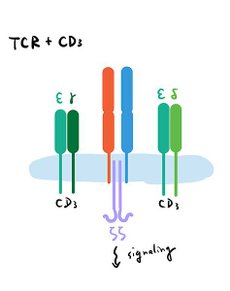 TCR Complex.jpg