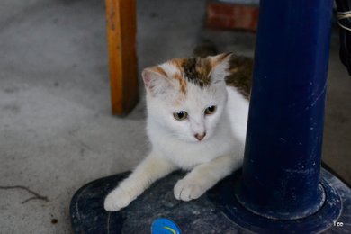 DSC_2241.JPG