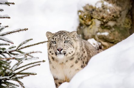 snow-leopard-1985510_1920.jpg