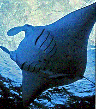 MantaRay