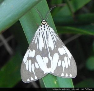 昆蟲綱_鱗翅目_燈蛾科_粉蝶燈蛾_竹縣_九芎湖_20130609