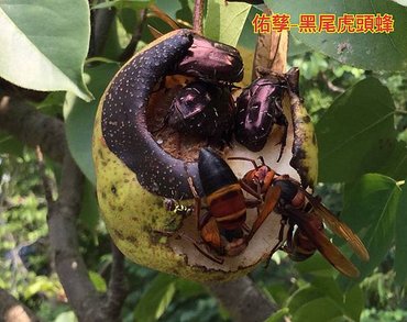自然探索-苗栗南庄:蓬萊溪生態之旅