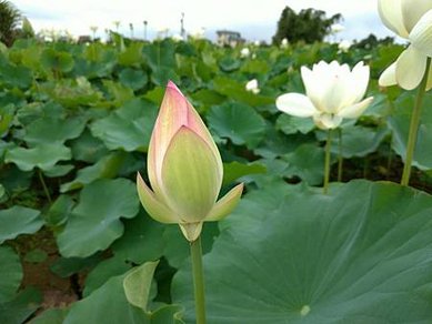 [新竹旅遊]湖口鄉荷花田中正路最美的田地，美麗如詩如畫景色、