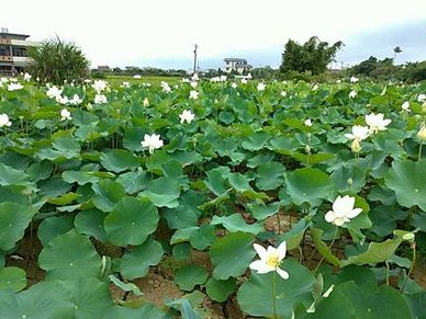 [新竹旅遊]湖口鄉荷花田中正路最美的田地，美麗如詩如畫景色、