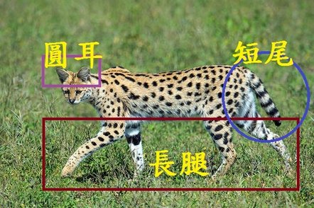 serval-leptailurus-serval-walking-panoramic-images.jpg