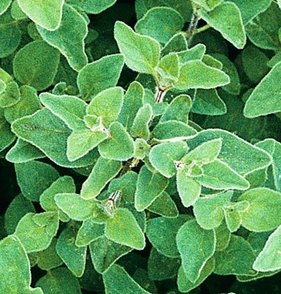 Greek oregano.jpg