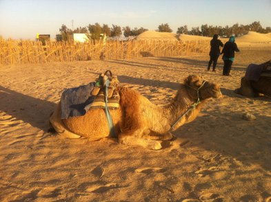 camel