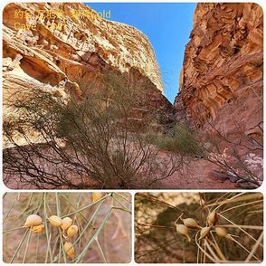 約旦自助行（二）瓦迪穆薩 小佩特拉-瓦地倫Wadi Rum-