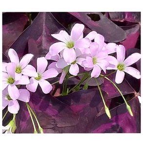 菩薩住處