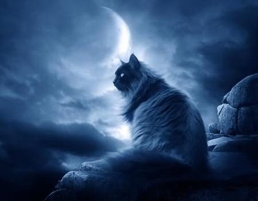 dark-cat-and-the-moon-graphic