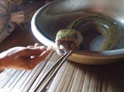 越南捕獲蛇頭魚 蛇頭豬舌長相怪異 - 越南捕獲蛇頭魚