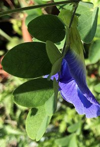 IMG_2096
