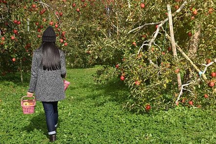 woman-with-basket-walking-into-orchard-picking_34048-287.jpg