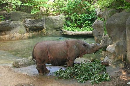 image_5537e-Sumatran-Rhinoceros.jpg