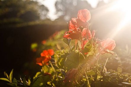 red-flower-flowers-sunset-d23ada9d976ec069000b579a67b45efa.jpg