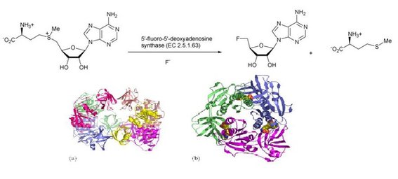 Fluorinase2.JPG