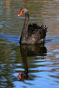 20080507204813_black-swan